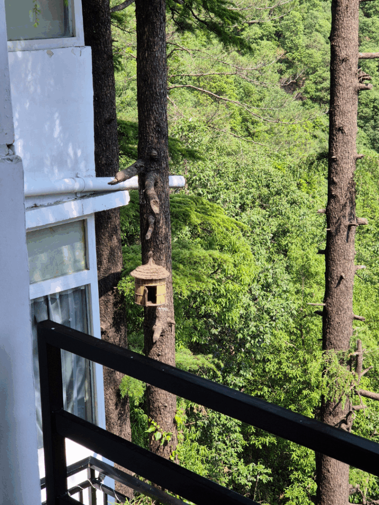 Forest in Mussoorie, The Coverpage Boutique Stays, Bataghat, Mussoorie