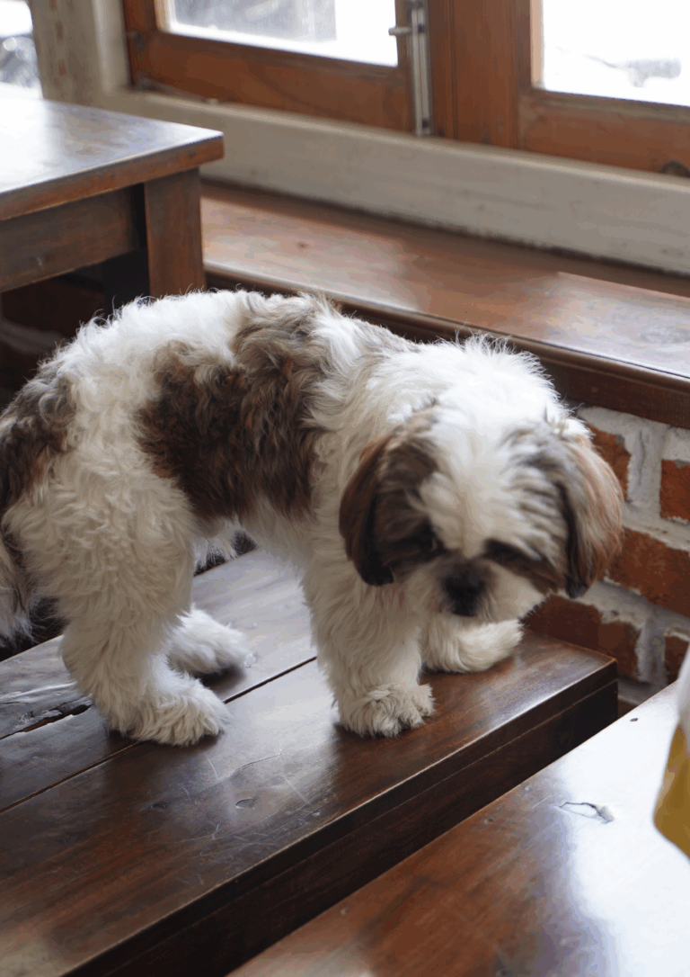 Our four-legged guests, The Coverpage Boutique Stays, Bataghat, Mussoorie