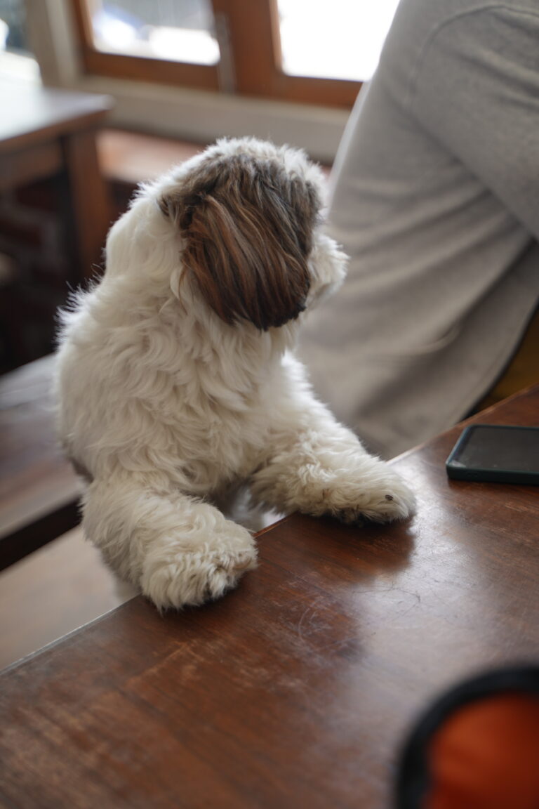 Guests with their pets, The Coverpage Boutique Stays, Mussoorie