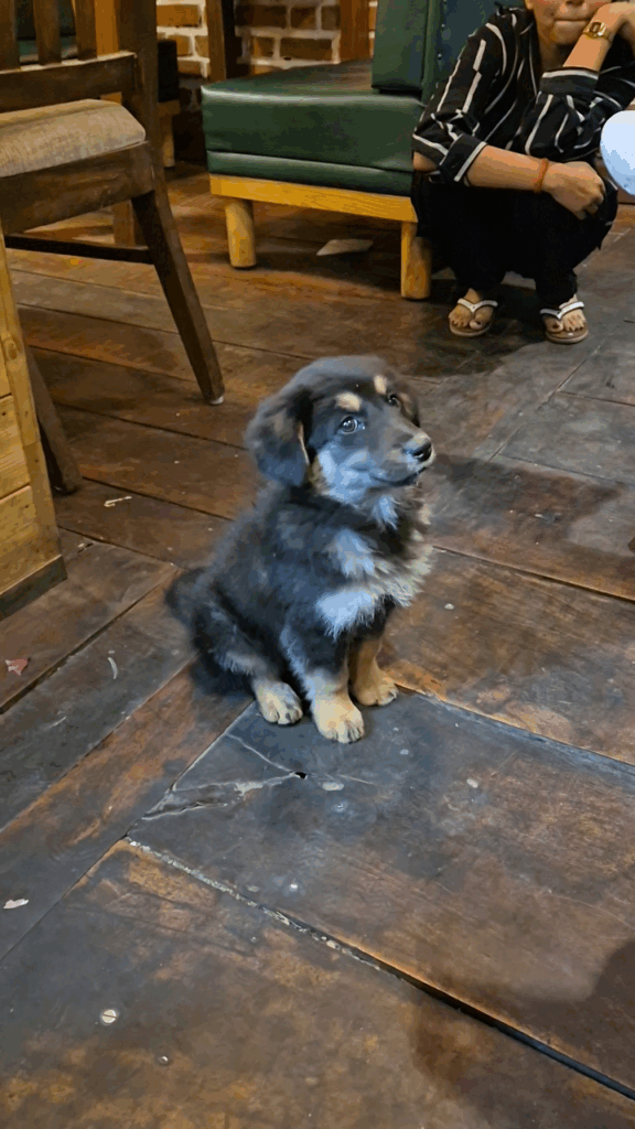 Guests with their pets, The Coverpage Boutique Stays, Mussoorie