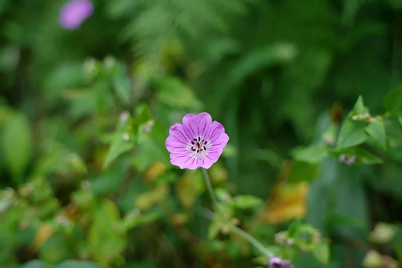 Spring in Mussoorie, The Coverpage Boutique Stays, Mussoorie